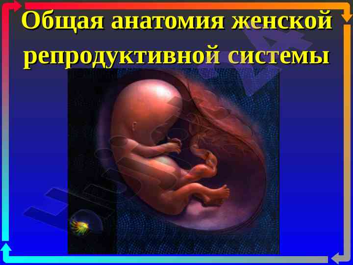 Общая анатомия женской репродуктивной системы